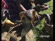 Snake Charmer 3 445